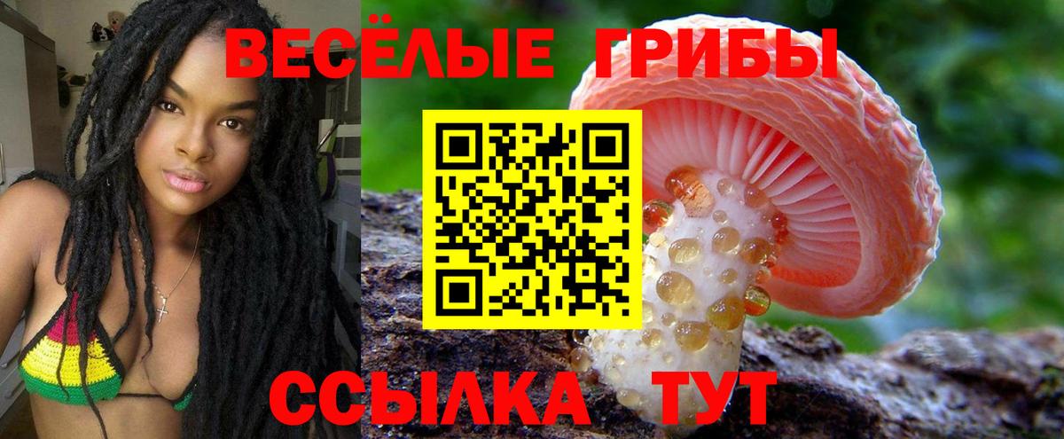Псилоцибиновые грибы Cubensis Сорочинск
